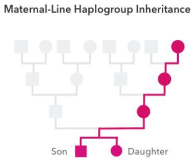 Maternal Line Example