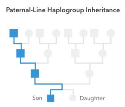 Paternal DNA Line